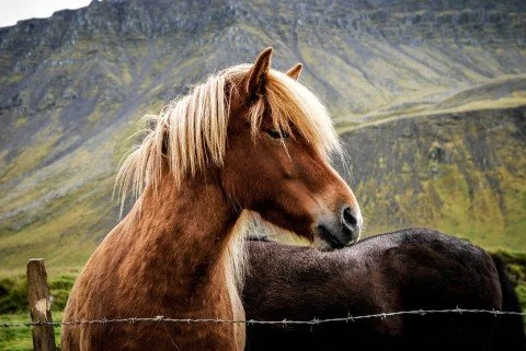 Guest Post: "AMP for Email: Mustangs, Barbed Wire &amp; Aggregation" (OnlyInfluencers.com)